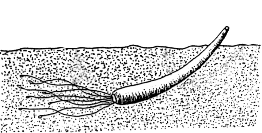 Classe Scaphopoda RIPRODUZIONE SESSI SEPARATI - 1 gonade si unisce al rene destro e per mezzo di questo i gameti vengono versati nella cavità del mantello ECOLOGIA Esclusivamente marini.