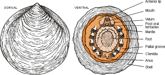 Classe Monoplacophora Sono i molluschi più primitivi: probabilmente sono il gruppo che collega i Molluschi e