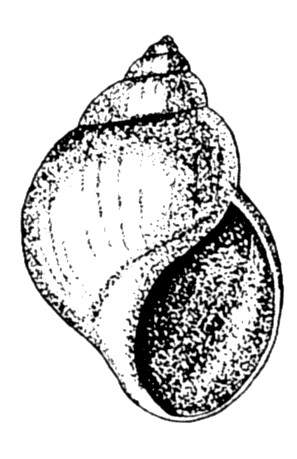 APERTURA (STOMA) Il margine dell apertura viene definito PERISTOMA