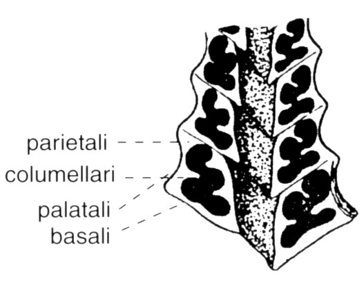 longitudinalmente i