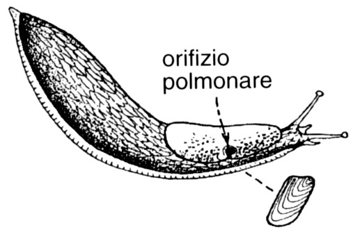 Opistobranchi Polmonati