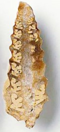 dolce SUPERFAMIGLIA NERINACEA (Giurassico - Cretaceo) Forme turricolate con caratteristici