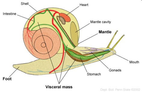 chitinosi) ACCO VISCERALE o cuore e vasi o sistema digerente (esofago, stomaco, intestino) o sistema nervoso o sistema circolatorio ANTELLO lamina cutanea che