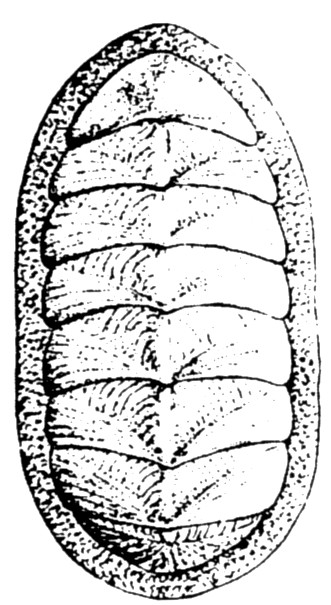 Classe Polyplacophora Conosciuti come CHITONI Simmetria bilaterale Corpo appiattito dorso-ventralmente