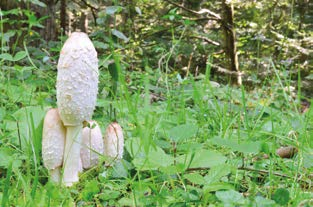 COPRINUS comatus Sasakure Hitoyotake È un fungo molto comune, diffuso nelle zone settentrionali temperate, che cresce nelle stagioni piovose dalla primavera all autunno.