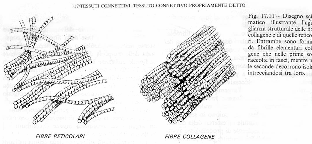 Le fibre del connettivo: fibre collagene e