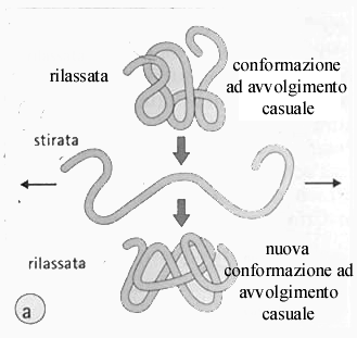 sono legate covalentemente in gruppi che possono stirarsi