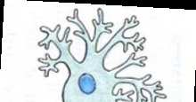 Il Neurone Neuroni: cellule specializzate per la trasmissione
