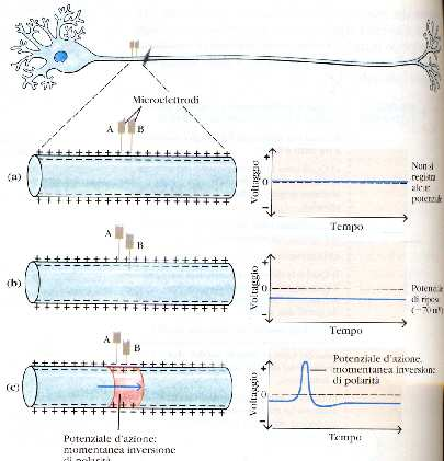 Potenziale elettrico della membrana Il potenziale elettrico della membrana dell assone è misurato mediante microelettrodi collegati a un oscilloscopio: entrambi gli elettrodi sono posti nel liquido
