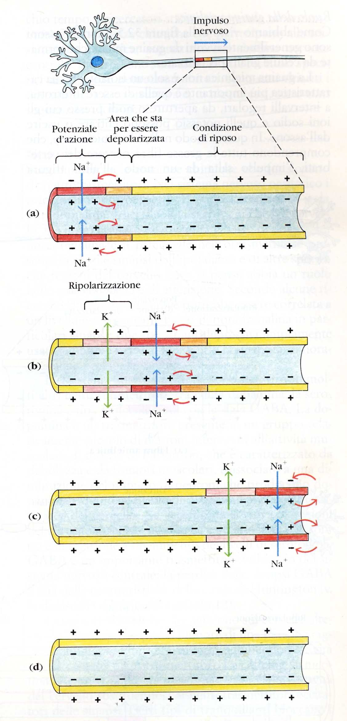 Propagazione dell impulso nervoso Un piccolo segmento della membrana assonica diviene leggermente depolarizzato a causa degli ioni + presenti all interno della membrana; Nella regione depolarizzata