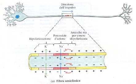 La membrana assonica è a contatto per tutta la sua lunghezza col liquido extracellulare, tutte le regioni della membrana sono ricche di canali ionici e pompe Na/K.