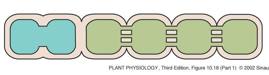 del floema CS/SE Plasmodesmi Parete cellulare