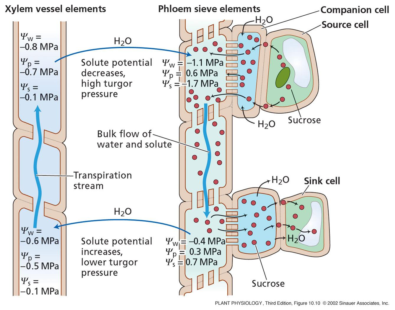 XILEMA FLOEMA Cellula compagna Cellula mesofill Tessuto sorgente flusso di massa di H 2