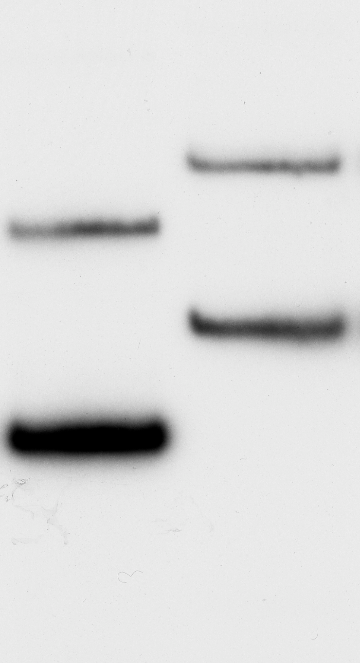 3. Caratterizzazione isoforme di splicing 5 XIII XIV 3 cdna Isoforma A SPLICE SITES 5