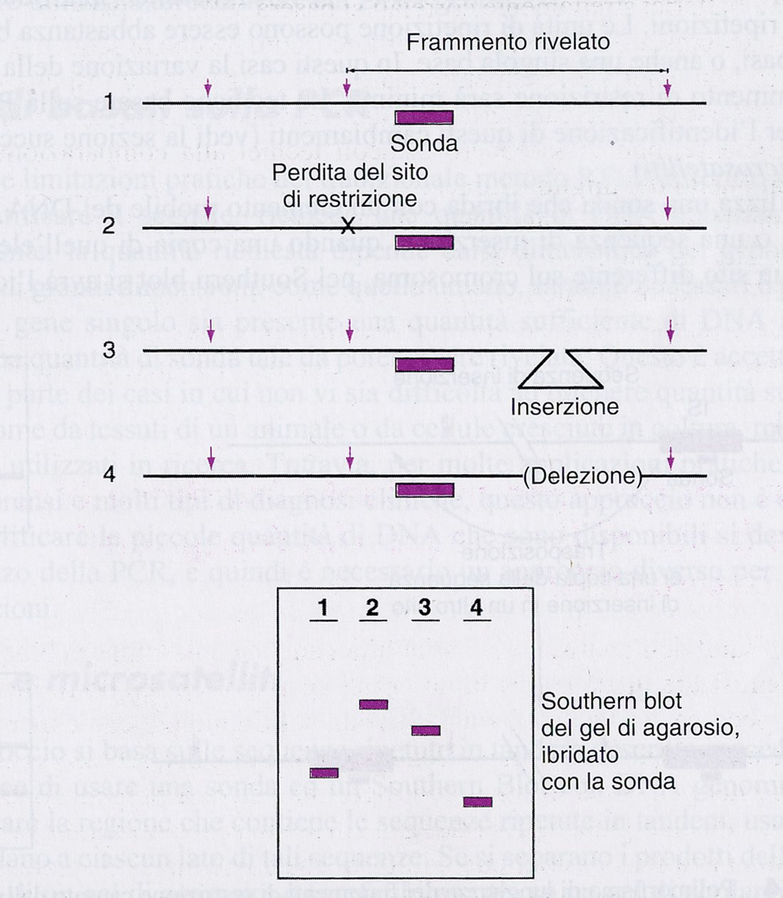 Il Southern blot nello studio della variabilità genetica Una conseguenza della variabilità genetica è: RFLP (Restriction Fragment