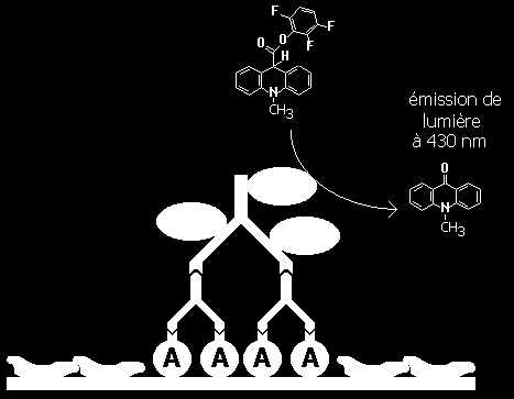 inerti anticorpi I