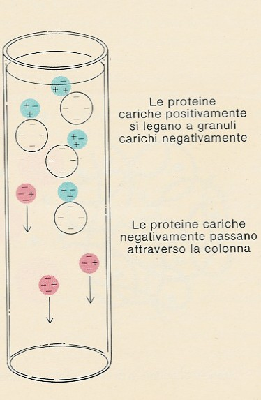 3. Cromatografia a scambio ionico ph=7 carica netta
