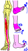 ANATOMIA FUNZIONALE DEI PRINCIPALI MUSCOLI Arti inferiori Estensore lungo dell alluce PIEDE a) flessione (flessione dorsale).