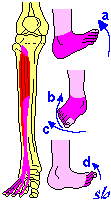 MUSCOLI CHE MOBILIZZANO IL PIEDE Estensore lungo delle dita PIEDE a) flessione (flessione dorsale); b) sollevamento laterale