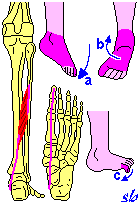 Flessore breve delle dita PIEDE a) estensione della pianta del piede (flessione plantare).