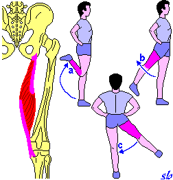 Quadricipite femorale E' composto dal: - Vasto laterale; - Vasto intermedio; - Vasto mediale; - Retto anteriore (biarticolare). GAMBA a) estensione; b) flessione (Retto anteriore).