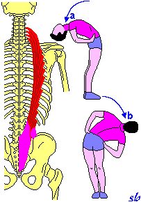Gran dorsale TRONCO a) estensione (tratto dorsale inferiore e lombare). SPALLA b) retroposizione.