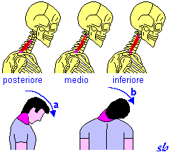 COLLO a) inclinazione in avanti (Scaleno anteriore e medio); b) inclinazione laterale (Scaleno anteriore, medio e posteriore).