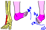 Nella estensione del piede agiscono insieme al Soleo con il quale formano il Tricipite surale.
