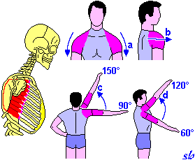 orizzontale da avanti in fuori (fasci posteriori); h) rotazione interna (fasci anteriori); i) rotazione esterna (fasci posteriori).