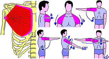 innalzando le costole. Gran dorsale TRONCO a) estensione (tratto dorsale inferiore e lombare.