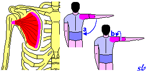 Trapezio SPALLA a) abbassamento (fasci inferiori); b) sollevamento (fasci