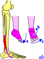 Peroneo breve PIEDE a) estensione (flessione plantare); b) sollevamento laterale (pronazione); c) rotazione esterna (abduzione).