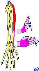 Estensore radiale breve del carpo (o 2 Radiale esterno) MANO a) estensione; b) abduzione.