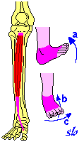 Tibiale anteriore PIEDE a) flessione (flessione dorsale); b) sollevamento mediale (supinazione); c)
