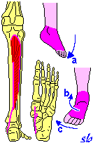 Tibiale posteriore PIEDE a) estensione (flessione plantare); b) sollevamento mediale (supinazione);