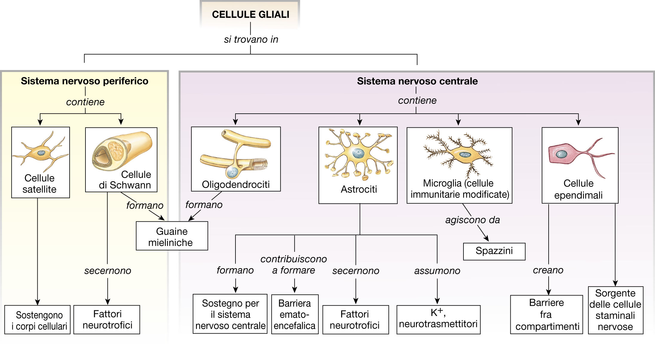 gliali 2