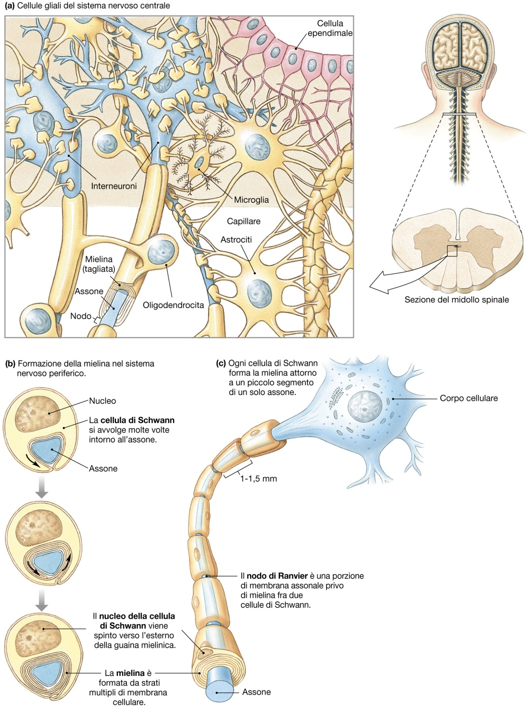 Motoneurone Membrane eccitabili Capaci di sviluppare variazioni del potenziale di riposo (segnali) grazie alla presenza di canali selettivi regolati.