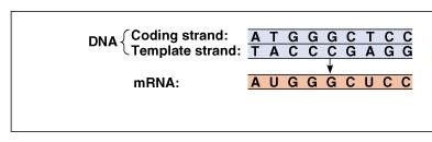 Genetic code Triplet code DNA Template strand = complementary to mrna Coding