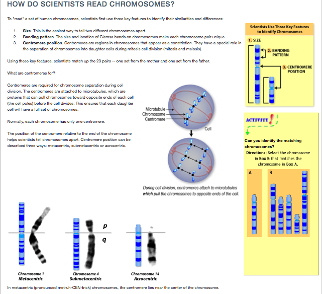 2) CLICK SU: HOW DO SCIENTISTS READ A CHROMOSOME? RISPONDI ALLE SEGUENTI DOMANDE: a)quali CRITERI PERMETTONO DI DISCRIMINARE UN CROMOSOMA DA UN ALTRO?