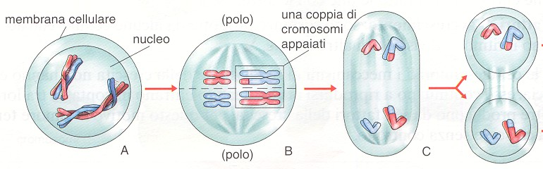 La Meiosi Le due cellule che si originano da questa prima divisione possiedono quindi