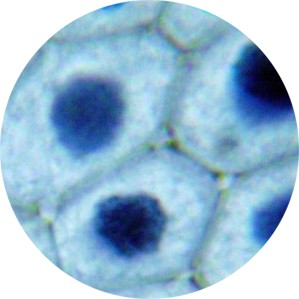La duplicazione cellulare I fase: - La cellula si accresce, si nutre, svolge le sue
