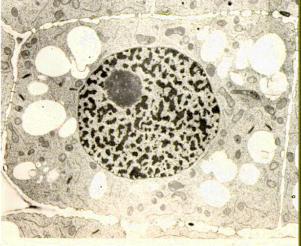 Il nucleo nelle cellule vegetali Cromatina: è il materiale (DNA