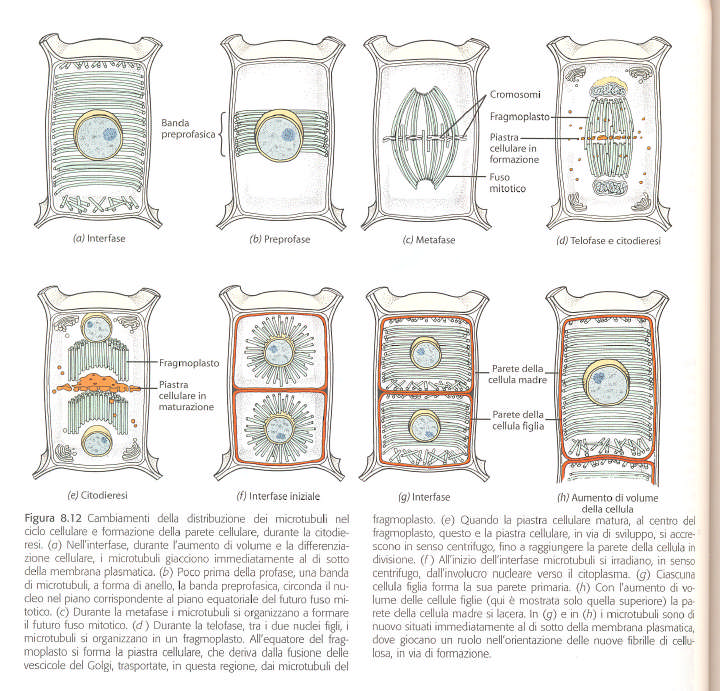 Distribuzione dei microtubuli