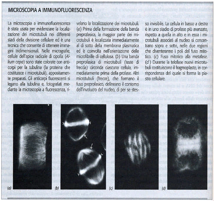 I microtubuli in microscopia a fluorescenza Prima della formazione della