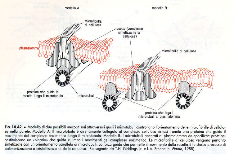 In una cellula in interfase i microtubuli