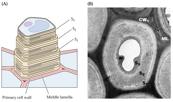 LA DEPOSIZIONE DELLA PARETE CELLULARE NEL TEMPO E NELLO SPAZIO Parete