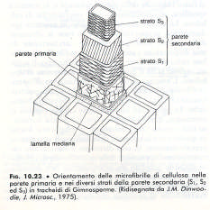 La parete secondaria Si forma solo in tipi cellulari con funzioni specializzate