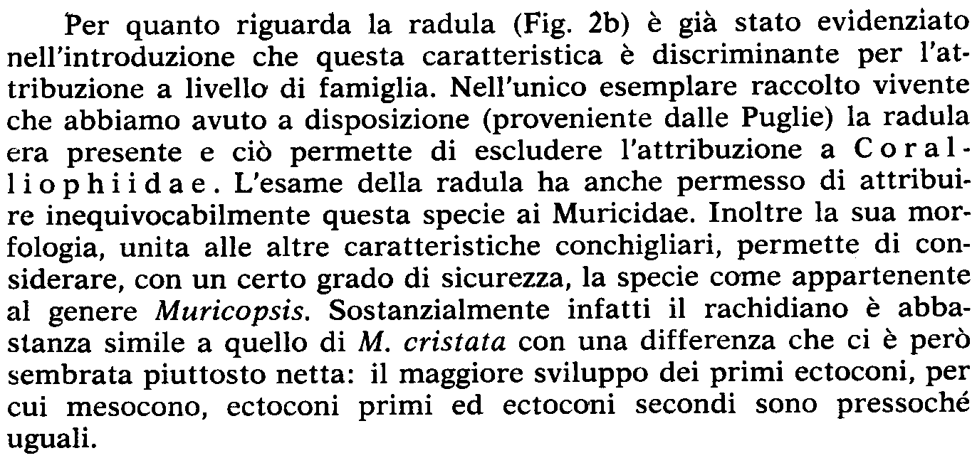 Per quanto riguarda la radula (Fig. 2b) è già stato evidenziato nell'introduzione che questa caratteristica è discriminante per l'attribuzione a livello di famiglia.