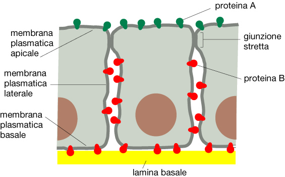 La differente distribuzione delle proteine