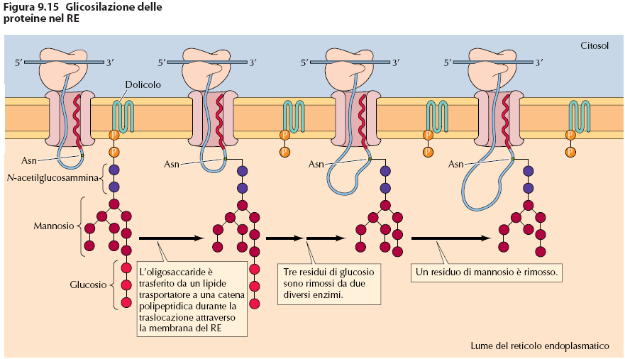 Dal Volume: La Cellula,